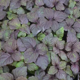 Микрозелень периллы (shiso) красной XXL